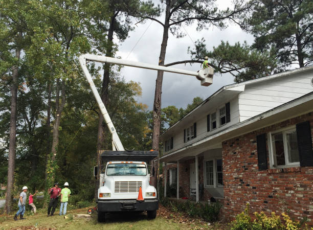 Best Tree Maintenance Programs  in Hardin, MT
