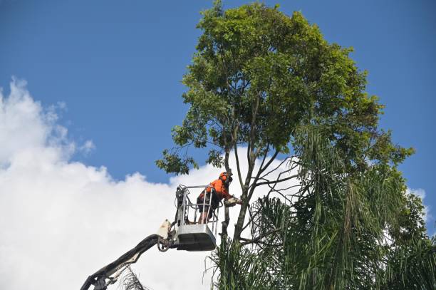 Best Utility Line Clearance  in Hardin, MT